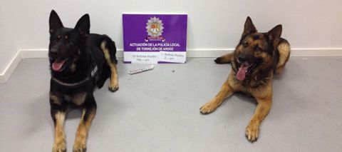 grupo-canino