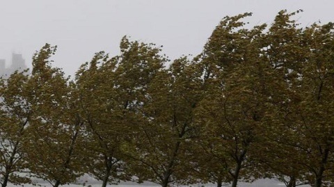 arboles viento
