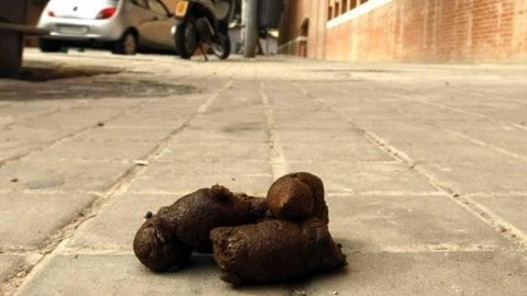 El Ayuntamiento de Torrejón de Ardoz sancionará con multas desde 300 euros a los que no recojan los excrementos de sus perros caca perro