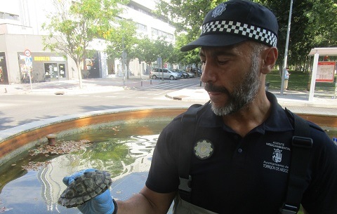 Recogidos 11 ejemplares de galápago de Florida abandonados en una fuente de Torrejón de Ardoz galapago florida