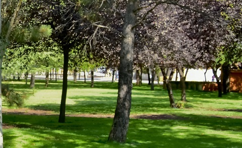 Nuevas praderas de césped para el Parque de Ocio de Torrejón de Ardoz parque ocio reforma fase 3