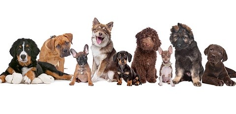 perros adopcion