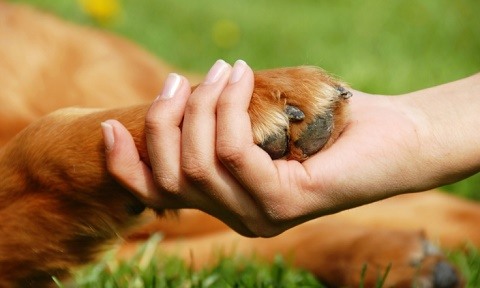 Torrejón de Ardoz acoge el primer congreso de proyectos de ayuda bidireccional entre animales y personas proyecto animales