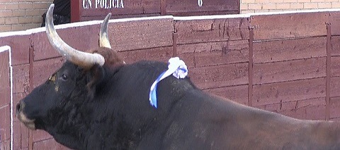 toros torrejon ardoz